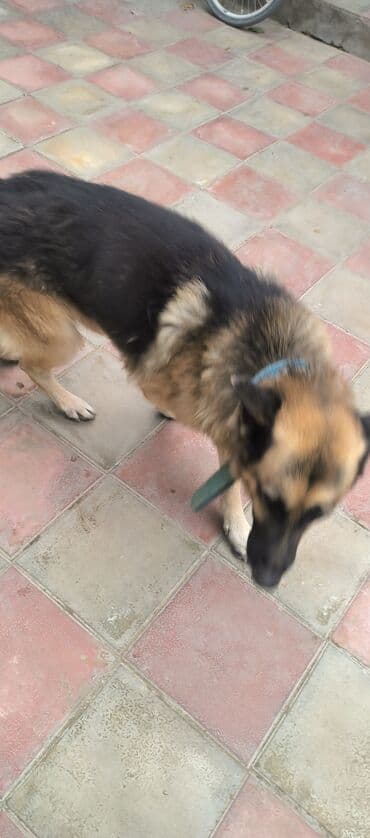 немецкие овчарки щенки купить: Немецкая овчарка, 2 года, Самец, С прививками, Платная доставка — 4