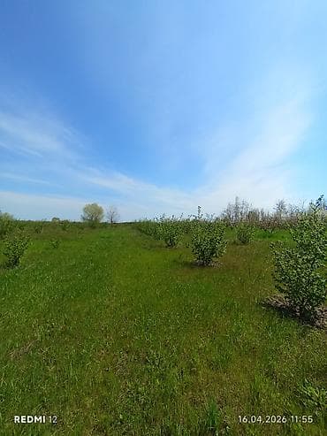 yaşma torpaq satilir: 46 sot, Kənd təsərrüfatı, Kupça (Çıxarış) — 3