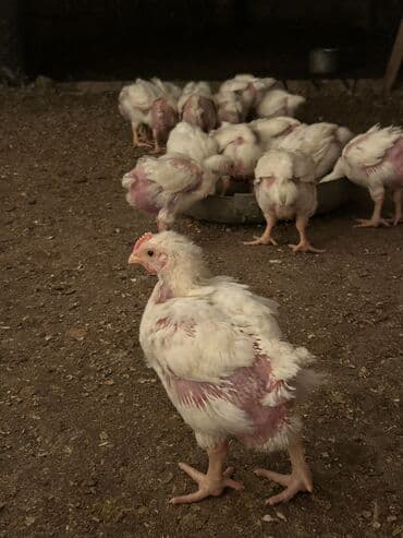 yeni doğulmuş pişik balası: Toyuq cücələri, Ətlik, Ünvandan götürmə — 1