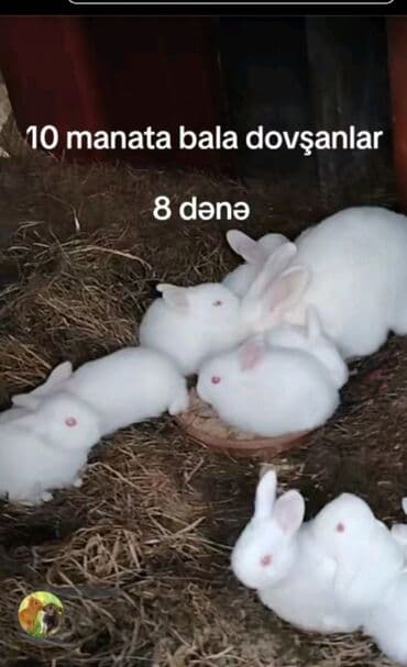 Məhsul: Bala dovşanlar - Ağ rəngli, qırmızı gözlü balalar - Sayı: 8