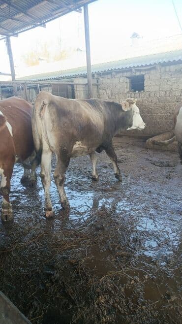 smental inekler: Bu duye satilir . 5 ayi ayin 18 I tamam olur yoxlatmiwam ata Simmental — 4