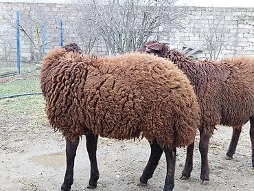 Eşşəklər: Quzu, Erkək, Qala, ay: 1, Damazlıq — 6