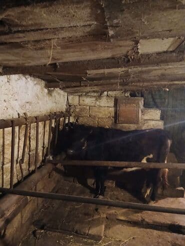 iney sekilleri: Salam 7ay yarımlıq boğazdı birinci qarına düyədi qarnındaki bala süni — 1