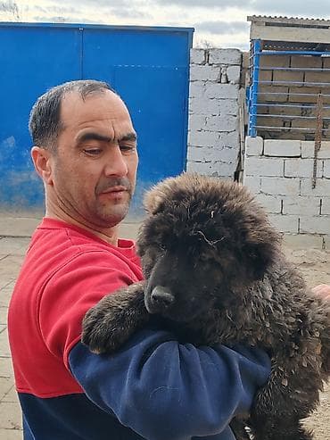 kaski iti: Qafqaz çoban iti, Peyvəndli — 2