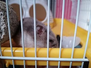 Hamster və tam avadanlıqlı qəfəs seti Məhsulun tərkibi: - 2 — 2