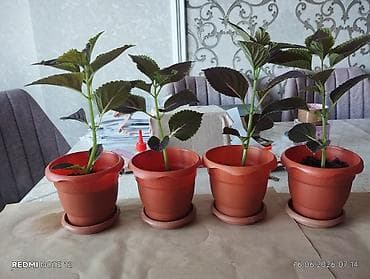 xlorofitum bitkisi: Otaq bitkisi – Kolеus (Coleus) fidanı, plastik dibçəkdə — 3