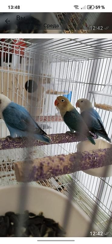 qara peleng sekilleri: Məhsul: Sevda papağanları (lovebird) – 3 ədəd Təsvir: - Rənglər — 3