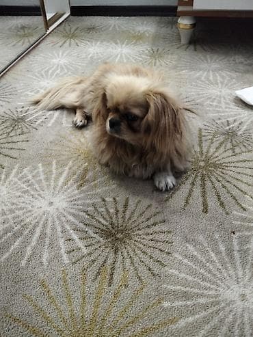 mini it: Pekines — 3