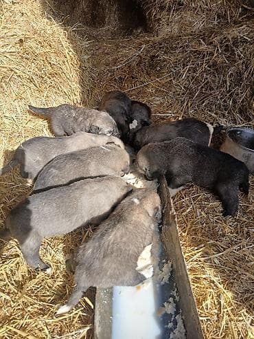 İlan: Balaca it balaları – təsərrüfat-mühafizə və ailə yoldaşı - Cins