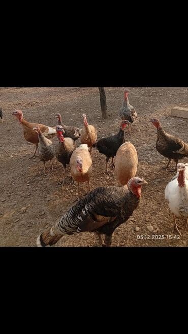 cuce satisi 2019: Erkək, Ətlik — 1