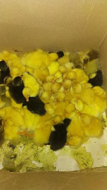 cins xoruz harada banlayır: Məhsul: ördək balaları (cücələr) 70 ədəd tam sağlam çatdırılma — 3