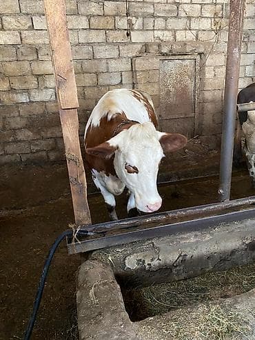 simental inekler satilir: Qurbanlıq üçün kəsilib də verilir 1 dişi 1 erkək ünvan məhəmmədi diri — 6