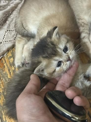 pişik sahiblendirilir: Şinşilla — 4