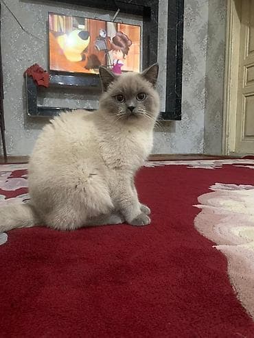 azerbaycan it adlari: Britan — 1