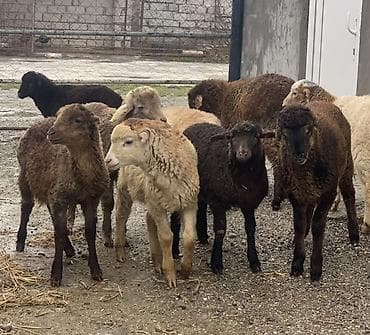 qoyun yemi: Qoyun quzular – ət və damazlıq üçün - Rənglər: tünd qəhvəyi, açıq — 1