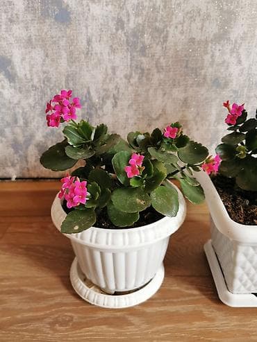 dibcək gulləri adları: Kalanchoe - qabla birlikdə satılır. Qiymet bir dənəsine aiddir. Sağlam — 3