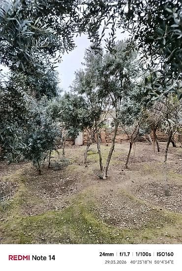 lipa agaci: Zeytun ağacları - Seçim: müxtəlif ölçü və yaşlarda zeytun ağacları - — 10