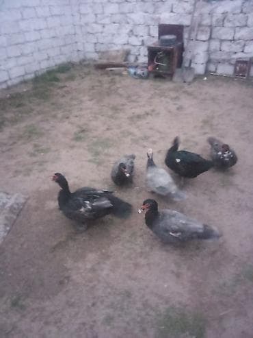 Yemlər: Lal ordey Macar 2 erkey 4 maya erkeyler 40 mayalar 20 son qiymeti - — 4