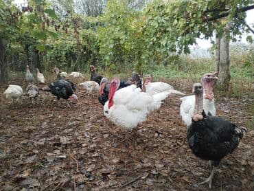 hunduska: Erkək, Ətlik — 2