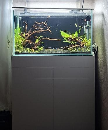 Akva 70x40x30
Şkaf
işiq
15kq cox bazalt qum
ic filter 
Yeni ramana