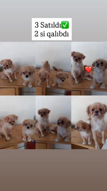 it gəncə: Pekines, 4 ay, Dişi — 1
