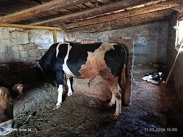 itlerin satisi 2018: Dana öz inəyimizin balasıdır. 250 kq artıqdir Qurbanlıq üçün əla — 5