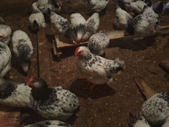 sultan toyuqlar: Satılır: 2 Ayliq Selebrsiz Cuceleri /toyuqlar qrupu Sağlam və baxımlı — 11