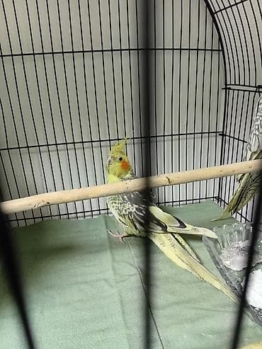 sarı xaski: Nimfa (Cockatiel) – ələd öyrəşmiş, sarı toqquzlu, yanaqlarında narıncı — 2