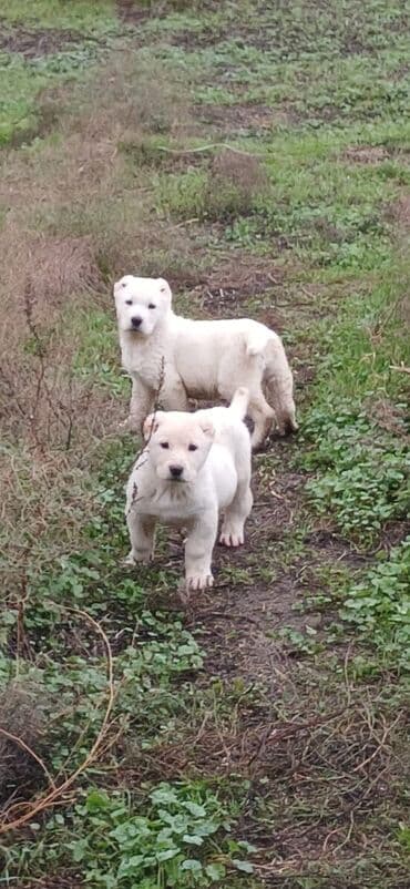 it zəncir: Alabay, 2 ay, Dişi, Peyvəndli, Ödənişli çatdırılma — 4