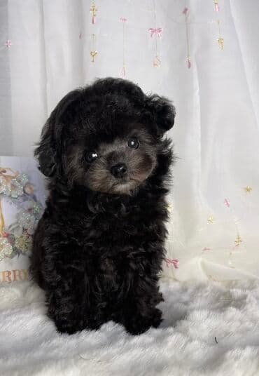 pudel bala: Pudel, 2 ay — 1