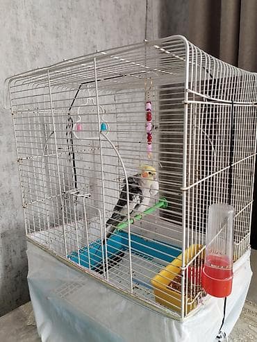 qaşqaldaq quşu: Nimfa (cockatiel) quşu və qəfəsi dəsti - Quş: boz-ağ rəngli nimfa — 4