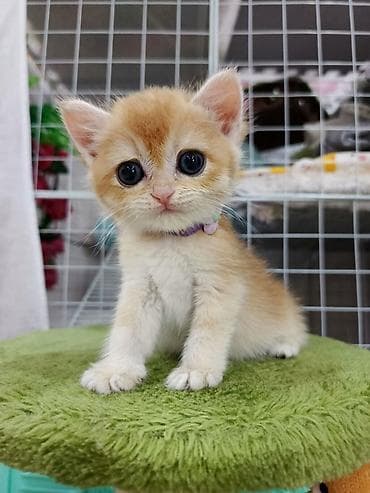 chinchilla: Qızıl şinşilla, Erkək, Dişi, Yaxşı əllərə, Ünvandan götürmə, Ödənişli çatdırılma, Rayonlara çatdırılma — 9