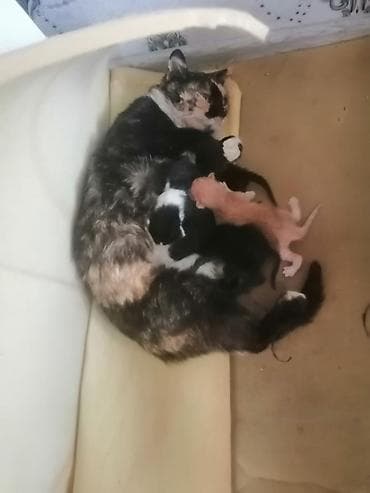 Erkək, Yaxşı əllərə, Ödənişli çatdırılma