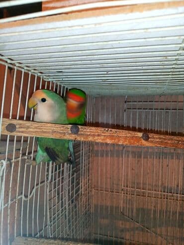 tuk tuk mmc: Nerazlucnik fişer ayrilmazlar maskvıy deyillər cütdu satılır hazır — 14