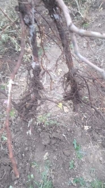 göy daş satışı: Sultani uzum taniyan bilen bilir bilmeyen maraqlansin sayca az qalib — 6