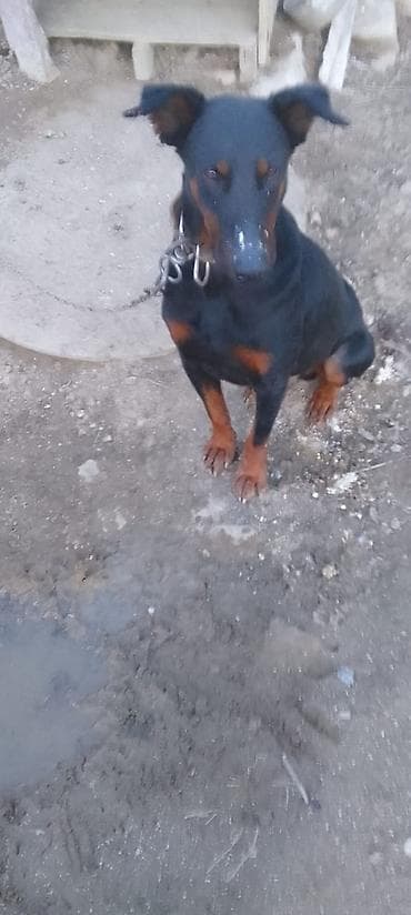 it balari: Doberman, Peyvəndli — 2