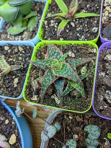 günəbaxan yağı qiyməti: Sukkulentlər. Sağlam və dözümlü bitkilərdi. Uzun müddət susuz qala — 7