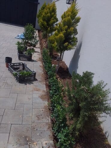 helba bitkisi faydaları: Qızıl güllər dipçək gülləri həmişə yaşıl kolları zəhmət olmasa — 8