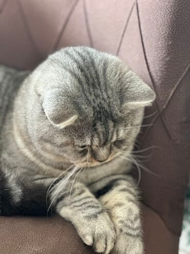 siam pişiyi qiyməti: British Shorthair pişiyi – gümüşi-boz zolaqlı (silver tabby) rəng, iri — 4