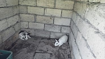 dovşan yuvasi: Məhsul: Dovşanlar (2 ədəd) Təsvir:2 dovşan satılır - Rənglər: biri — 2