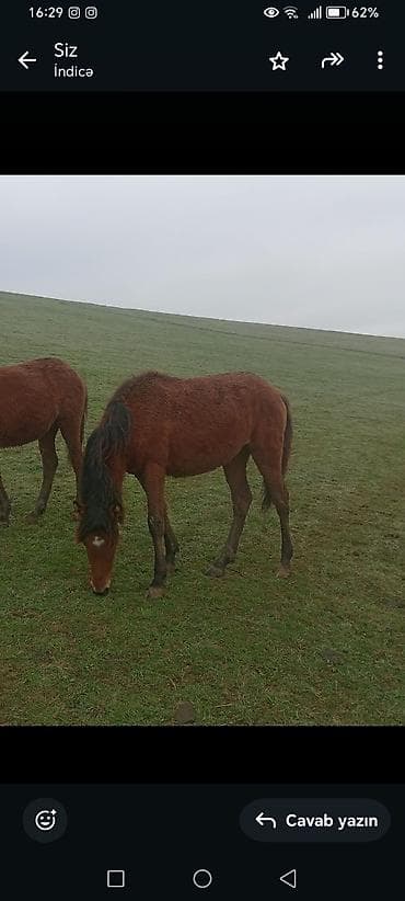Hinduşkalar: 1 yaş tamam olub xamdı minməlidi örgətməmişəm ətraflı məlumat üçün — 1