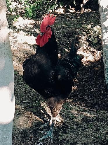 Avstralop bir illik xoruzlar - İri bədən quruluşu, parlaq qara