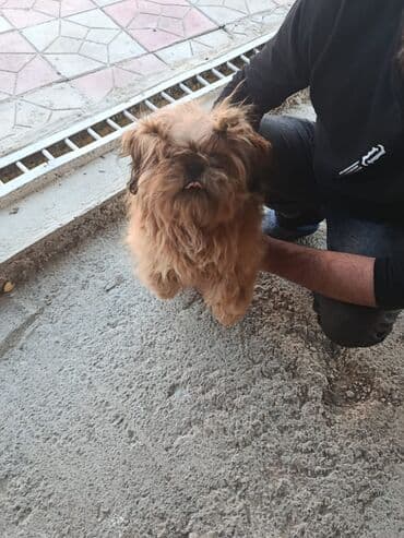 bakıda it satışı: Pudel, 8 ay, Erkek, Peyvəndli, Pulsuz çatdırılma — 2