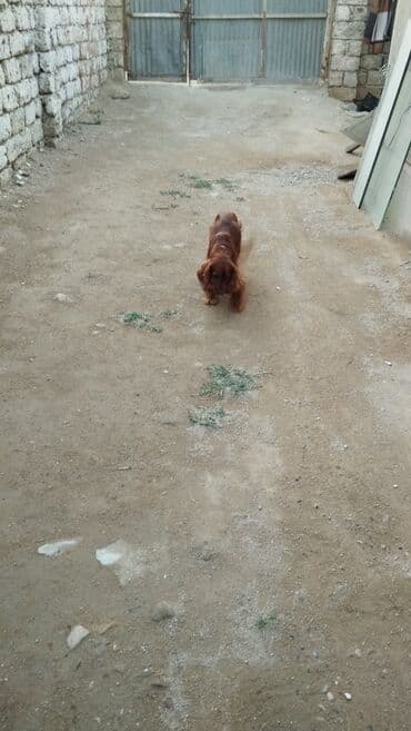 pitbul itleri: İrland Setter cinsi itlər koker spangel erkək bir yaş barterdə var — 7