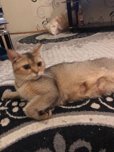 котенок в хорошие руки: Məhsul: Pişik balaları Təsvir: - Şəkillərdə boz (bərk-boz rəngli) — 3