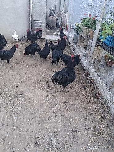 samoyed qiymeti: Saf qanlı qara -xoruz sürüsü sayı 20 ədəd tam sağlam vaksinasia — 1