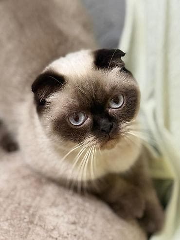 pişik ucun ev: Şotland — 5