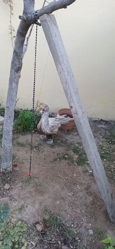 zumrud ordək: Məhsul: Moskovi ördəkləri (iki baş) Xüsusiyyətlər:1 krasnadar erkey — 5