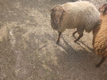 cins ineklerin satisi 2018: Qoyunlar – yerli ətlik/yunluq sürü - Şəkillərdə bir neçə baş yerli — 5