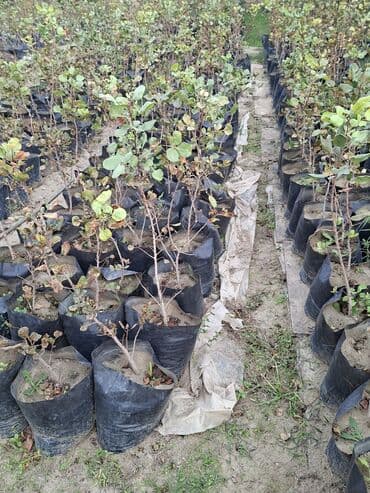 zeytun satisi: Püstə ağacı və yaxud antep fısdığı fisdəşka adlandırılır olduğca nadir — 1